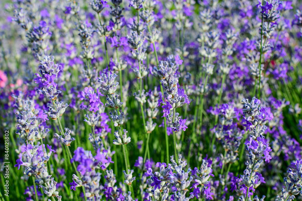 Many small blue lavender flowers in a garden in a sunny summer day photographed with selective focus, beautiful outdoor floral background. Many small blue lavender flowers in a garden in a sunny summer day photographed with selective focus, beautiful outdoor floral background.