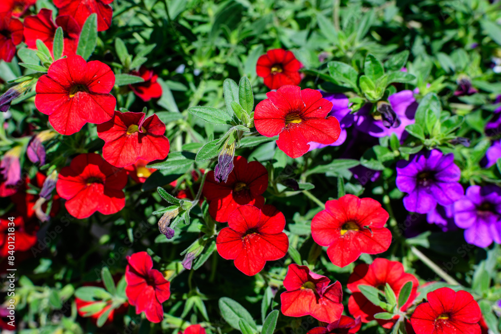 Large group of vivid red Petunia axillaris flowers and green leaves in a garden pot in a sunny summer day. Large group of vivid red Petunia axillaris flowers and green leaves in a garden pot in a sunny summer day.