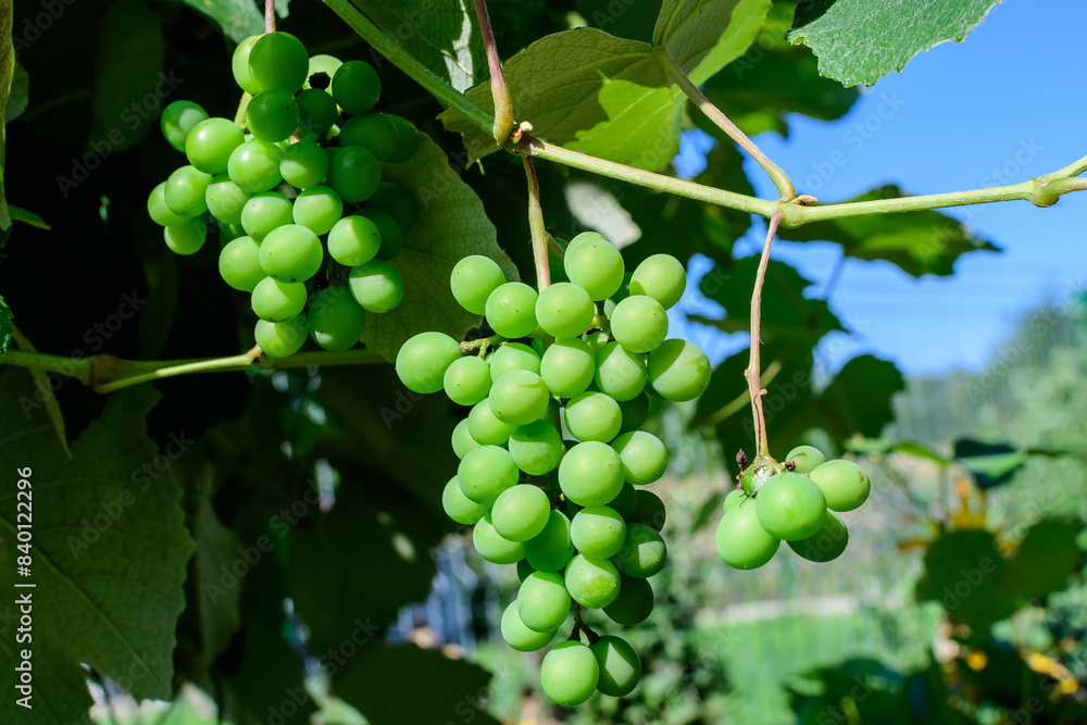 Delicate small fruits and green leaves of grape vine in a sunny summer garden, beautiful outdoor monochrome background photographed with soft focus. Delicate small fruits and green leaves of grape vine in a sunny summer garden, beautiful outdoor monochrome background photographed with soft focus.