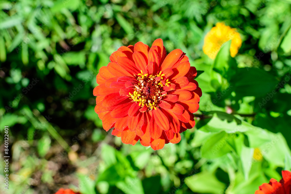 Close up of one beautiful large red zinnia flower in full bloom on blurred green background, photographed with soft focus in a garden in a sunny summer day. Close up of one beautiful large red zinnia flower in full bloom on blurred green background, photographed with soft focus in a garden in a sunny summer day.