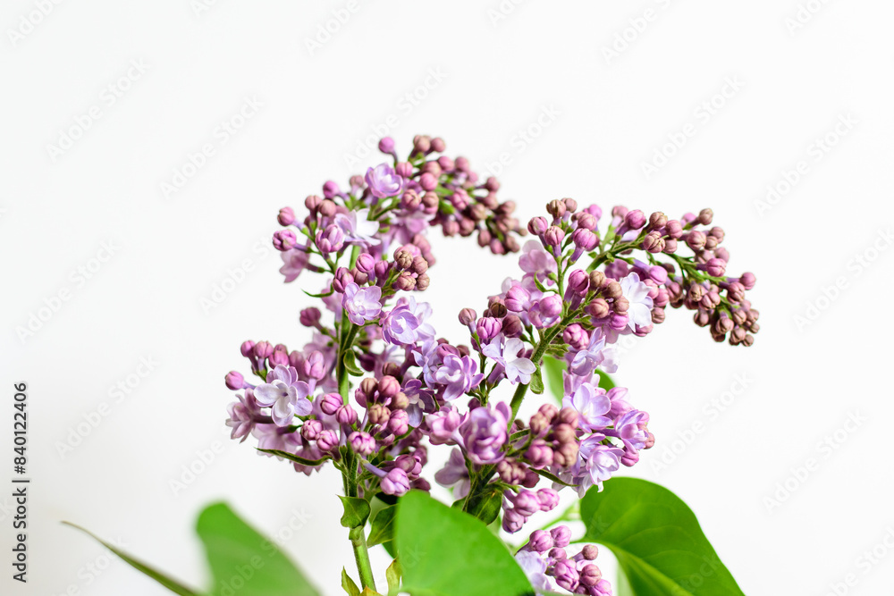 Obraz premium Close up of a group of fresh small blue flowers of Syringa vulgaris (lilac or common lilac) in front of a white wall in a room, floral background photographed with soft focus.