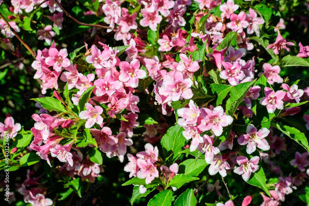 Close up of vivid pink and white Weigela florida plant with flowers in full bloom in a garden in a sunny spring day, beautiful outdoor floral background photographed with soft focus. Close up of vivid pink and white Weigela florida plant with flowers in full bloom in a garden in a sunny spring day, beautiful outdoor floral background photographed with soft focus.