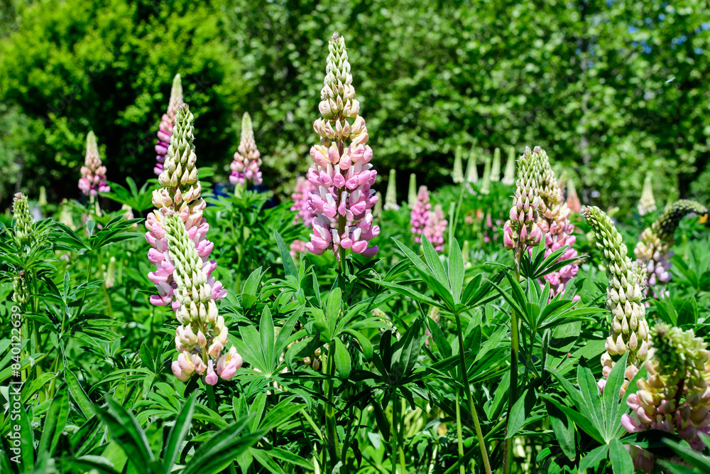 Close up of pink flowers of Lupinus, commonly known as lupin or lupine, in full bloom and green grass in a sunny spring garden, beautiful outdoor floral background photographed with soft focus. Close up of pink flowers of Lupinus, commonly known as lupin or lupine, in full bloom and green grass in a sunny spring garden, beautiful outdoor floral background photographed with soft focus.