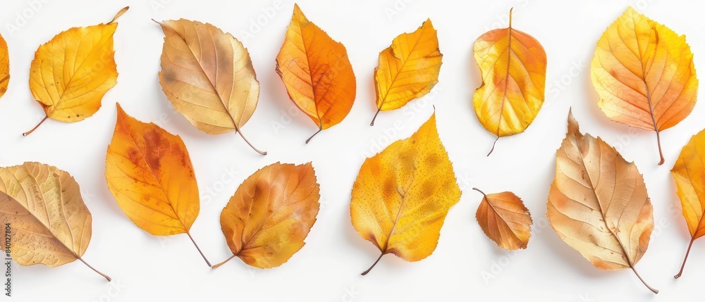 Obraz premium golden leaves on white background