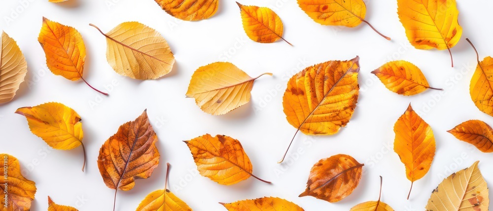 golden leaves on white background golden leaves on white background