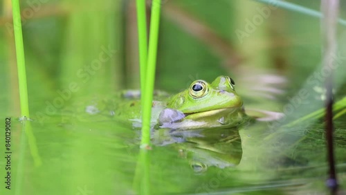 green frog croaking in pond