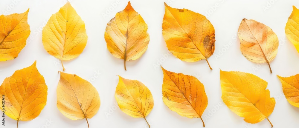 golden leaves on white background golden leaves on white background