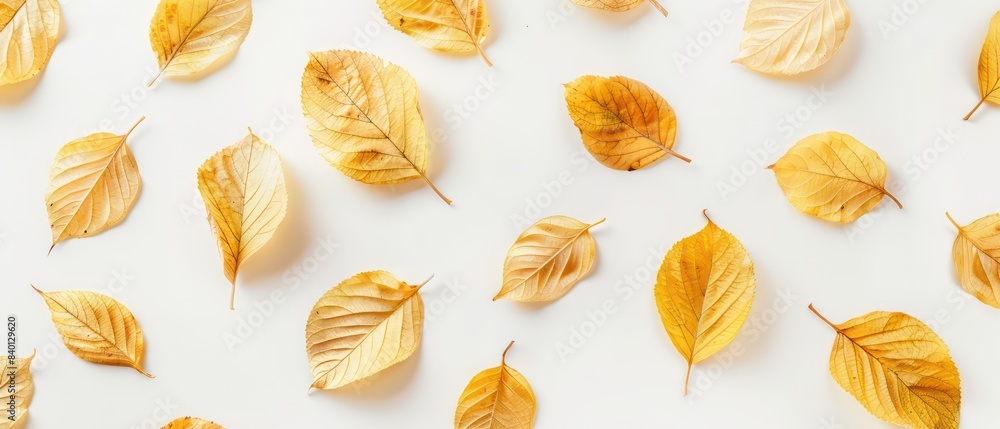 golden leaves on white background golden leaves on white background
