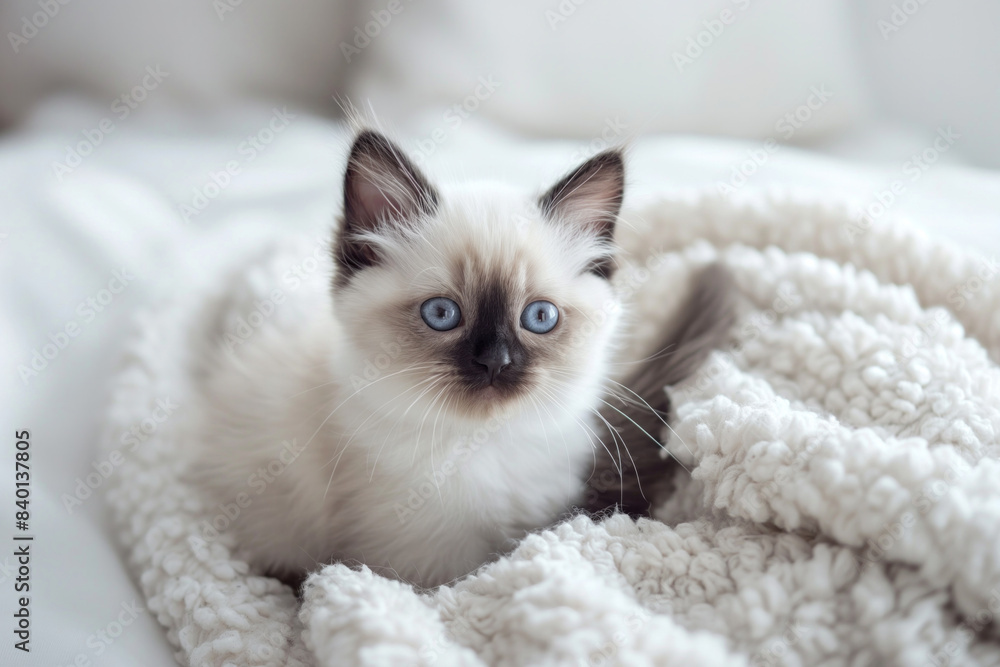 Fluffy siamese kitten resting on a soft white blanket, looking up Fluffy siamese kitten resting on a soft white blanket, looking up