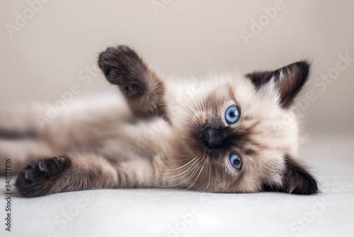 Siamese kitten with blue eyes laying on its side with a curious expression © Irina B