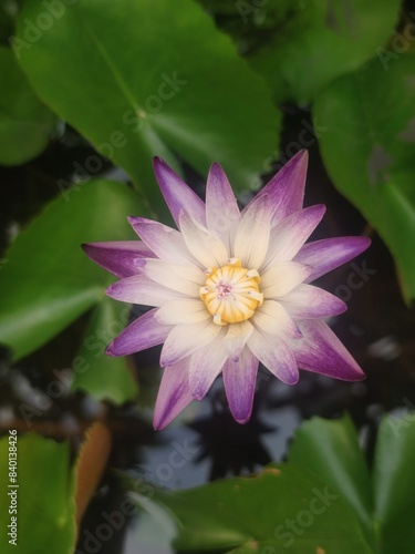 lotus flower in the pond