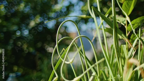 Close-up of garlic scapes with curly stems in a garden. Sunlight filtering through greenery. Nature and growth concept. Design for poster, banner, greeting card.