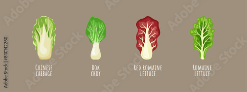 Set of leaf vegetables. Colorful salad greens isolated. Vector illustration of bok choy, romaine lettuce and cabbage. Healthy food.
