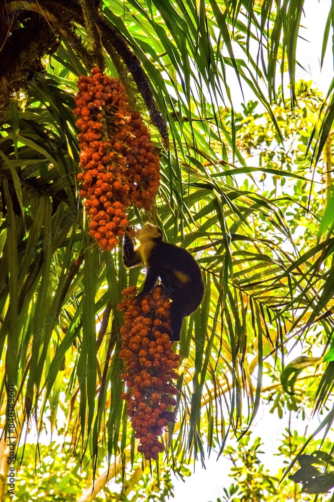Obraz premium monkey in trees