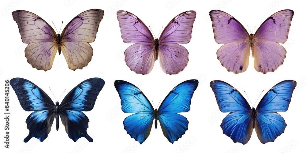 Real Pressed butterfly animal insect png cut out element set Real Pressed butterfly animal insect png cut out element set