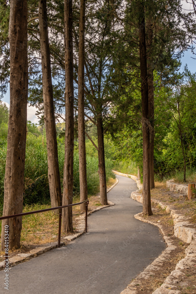 Trails at Nahal Hashofet at Ramat Menashe Forest part of the Carmel mountain range in Israel
Trails at Nahal Hashofet at Ramat Menashe Forest part of the Carmel mountain range in Israel