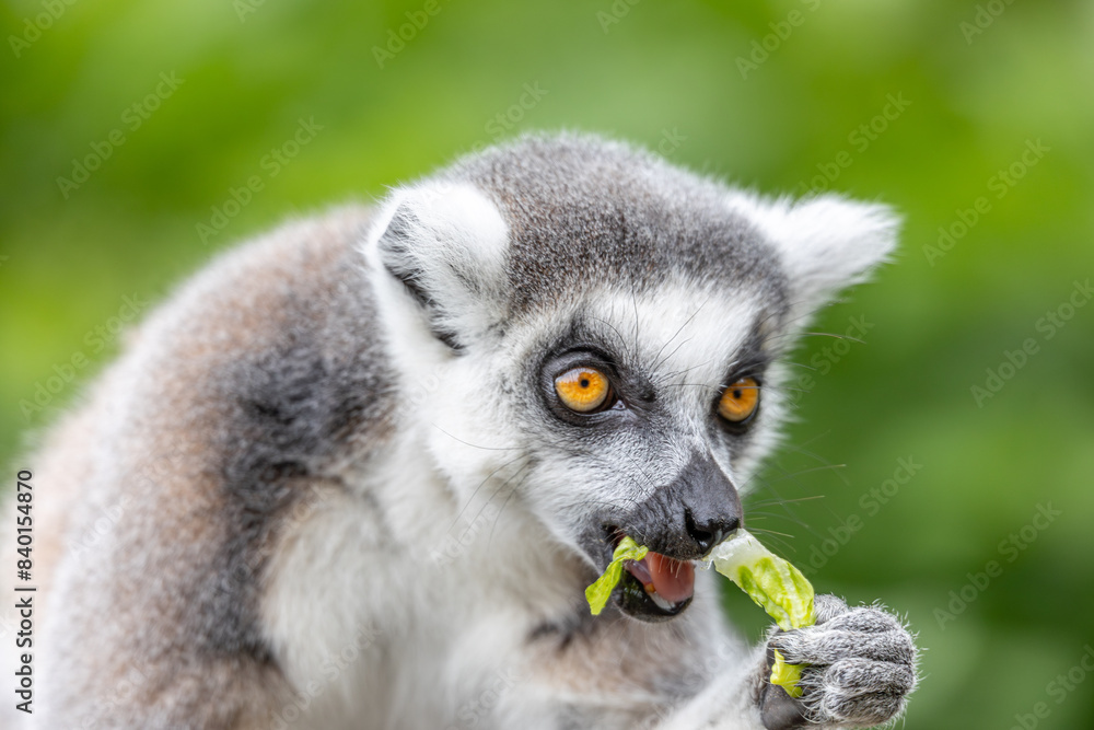 lemur feeding lemur feeding