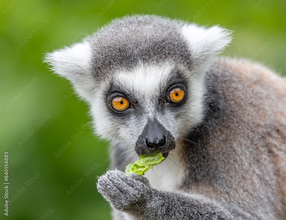 Obraz premium lemur feeding