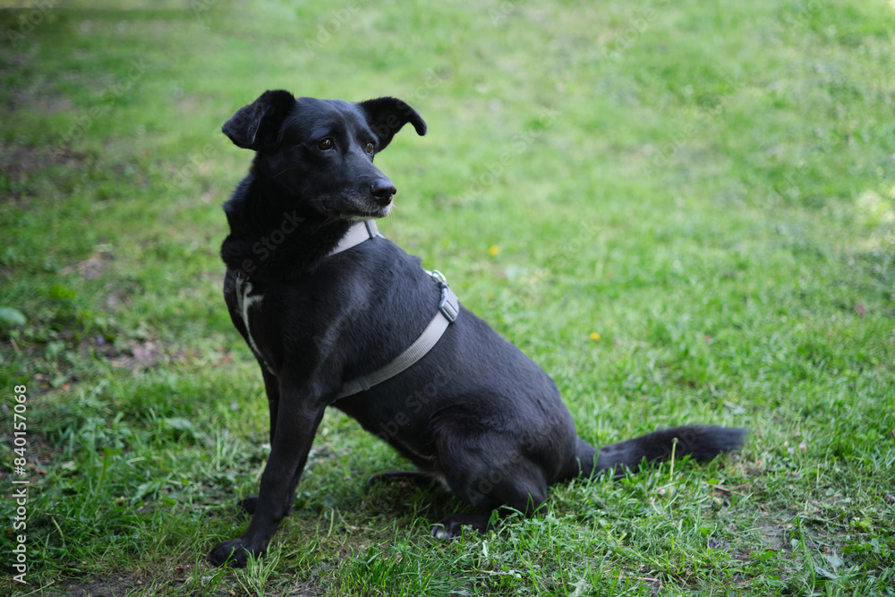 Mixed breed cute and funny dog sitting on the green grass looking at the camera. Dog for adoption, lovely and kawai black color fur dog High quality photo Mixed breed cute and funny dog sitting on the green grass looking at the camera. Dog for adoption, lovely and kawai black color fur dog High quality photo