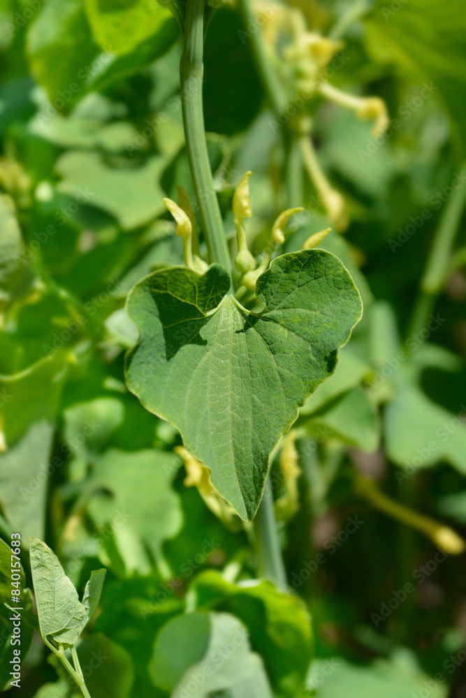 Common birthwort leaves Common birthwort leaves