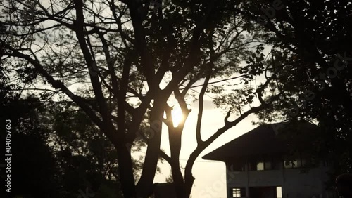 sunset in the forest. silhouettes of forests and beach houses