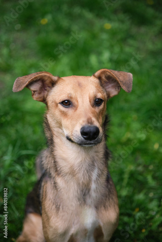 Close up portrait of cute and funny mixed breed dog sitting on the green grass. Dog, looking at the camera, waiting for adoption by pet parent High quality photo