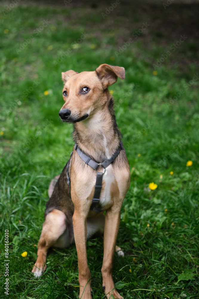 Mixed breed cute and funny dog sitting on the green grass looking at the camera. Dog for adoption, lovely and kawai light color fur dog High quality photo Mixed breed cute and funny dog sitting on the green grass looking at the camera. Dog for adoption, lovely and kawai light color fur dog High quality photo