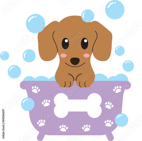 Dachshund in bath tub