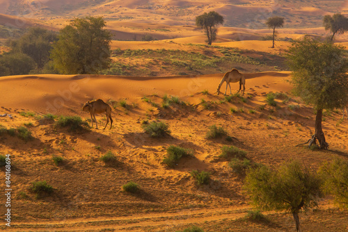 camels in the Desert in Ras al Khaimah, United Arab Emirates photo