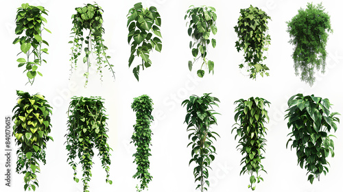 set of tropical creeper plants in a row on white background