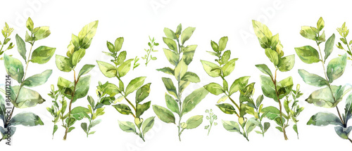 Beautiful seamless border botanic illustrations of garden herbs in watercolor on white background.