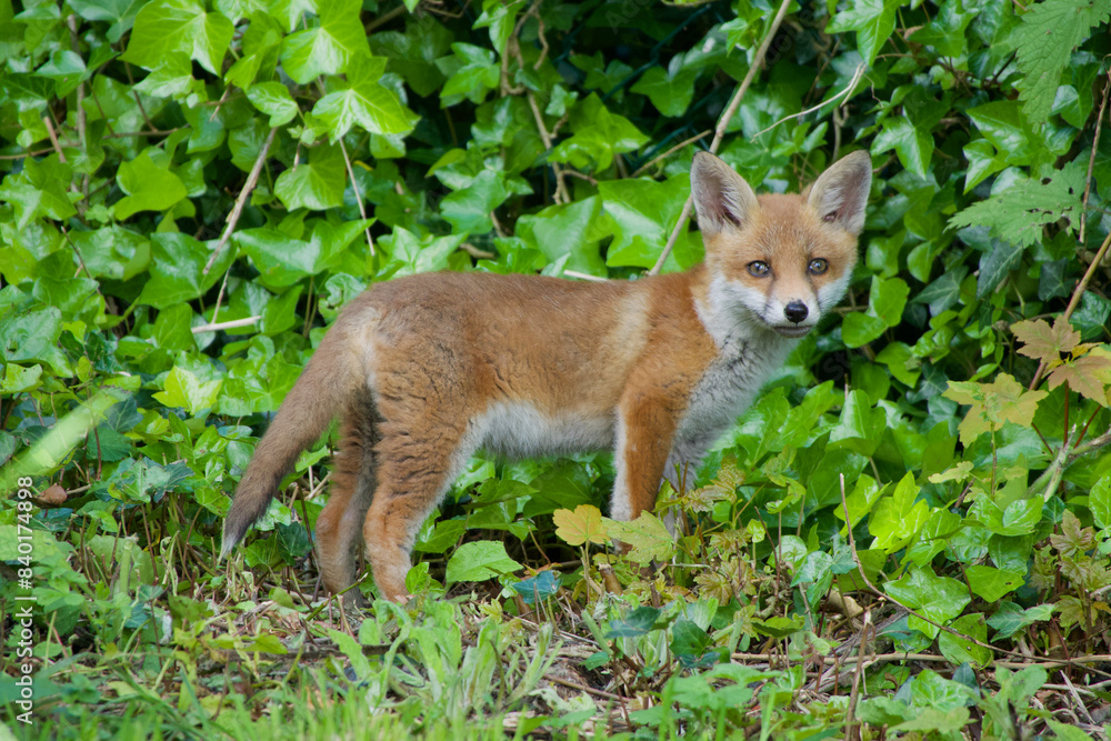 A fox cub standing looking toward camera with bright green ivy leaves behind.