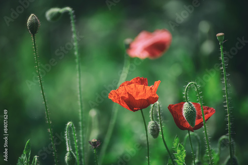 Red spring poppy