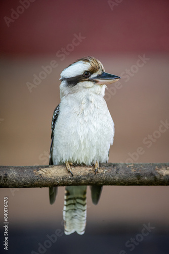 Laughing kookaburra photo