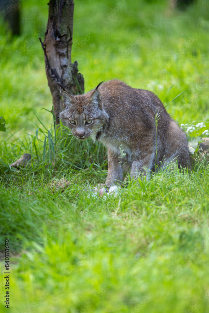 Fototapeta premium lynx in the grass