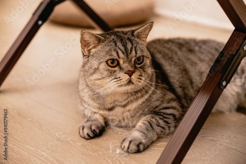 cat on a wooden floor