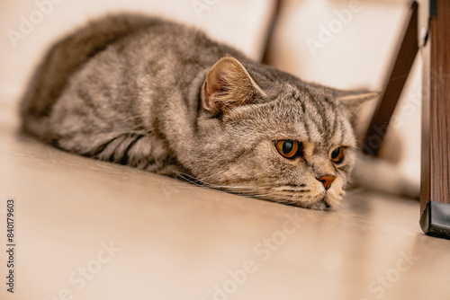 cat on a wooden floor