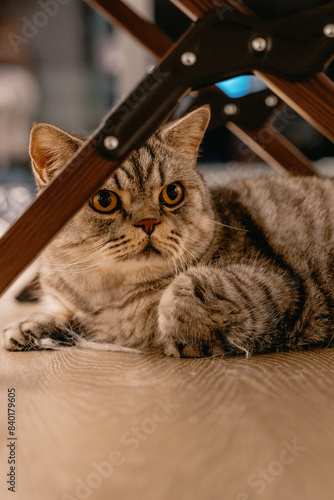 cat on a wooden floor