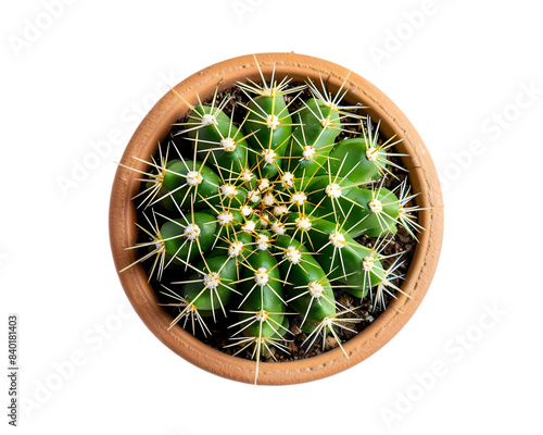 Cactus in a pot for decoration and mockup on tansparent background photo