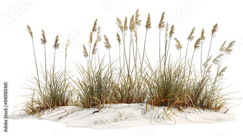Wave-like design of sea oats and beach grass along a coastal restoration project, aiming to prevent erosion, isolated on white background