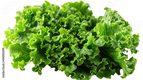 Green lettuce vegetable salad leaves. Fresh lettuce salad ingredient.
