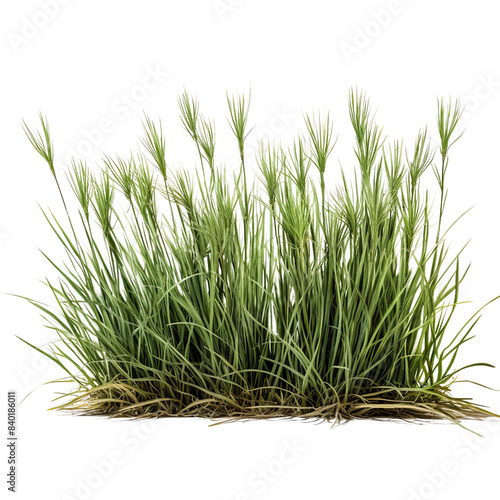 Rowth of buffalo grass, a native prairie grass, known for its drought resistance and less frequent mowing needs, isolated on transparent or white background