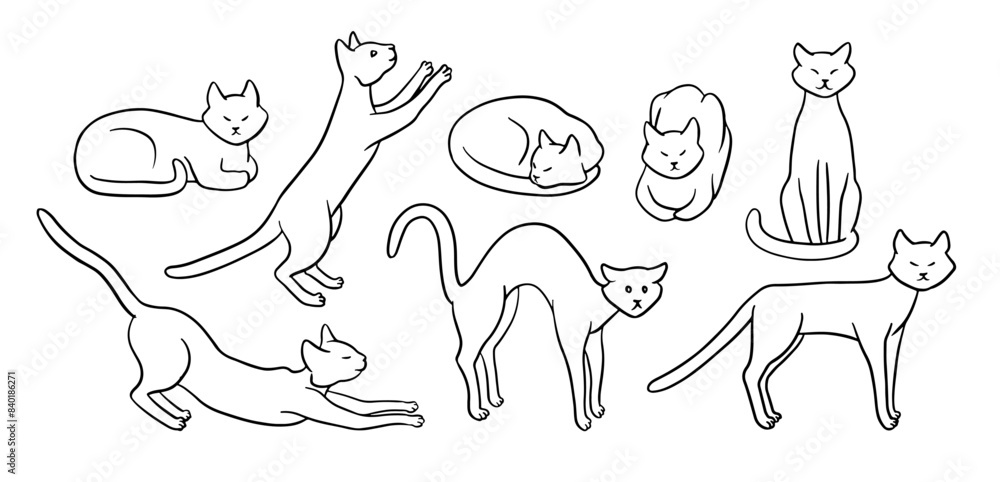 Hand drawn cat in different poses Hand drawn cat in different poses