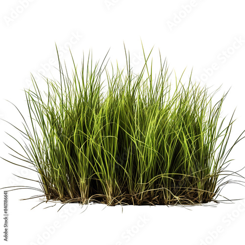 Rowth of buffalo grass, a native prairie grass, known for its drought resistance and less frequent mowing needs, isolated on transparent or white background