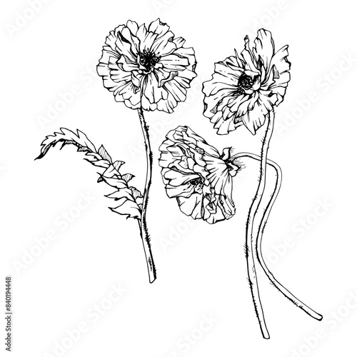 Hand drawn vector graphic botanical illustration flowers leaves. Red poppy papaver, stems buds seedpods. Field bouquet isolated on white background. Design wedding, cards, remembrance day stationery