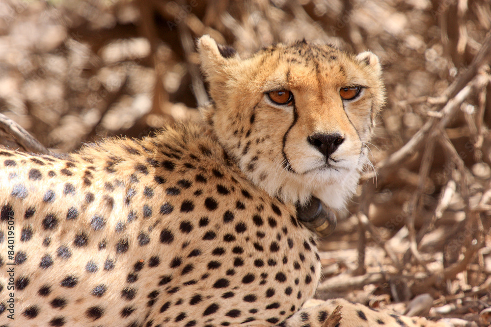 cheetah kgalagadi Transfrontier Park one of the great parks of South Africa wildlife and hospitality in the Kalahari desert cheetah kgalagadi Transfrontier Park one of the great parks of South Africa wildlife and hospitality in the Kalahari desert