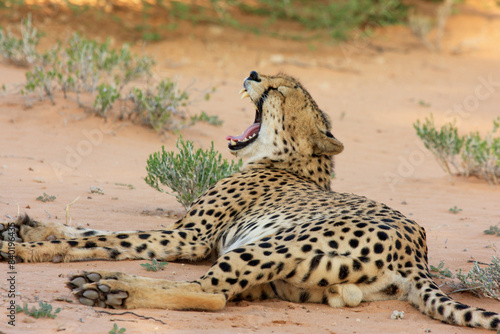 cheetah kgalagadi Transfrontier Park one of the great parks of South Africa wildlife and hospitality in the Kalahari desert