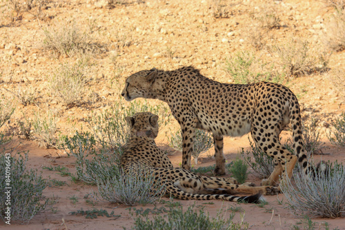 cheetah kgalagadi Transfrontier Park one of the great parks of South Africa wildlife and hospitality in the Kalahari desert