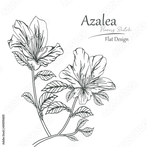 azalea flower sketch vector illustration.