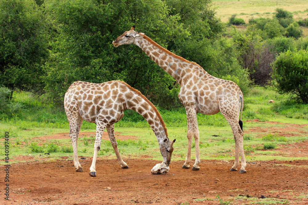 Obraz premium giraffe Kgalagadi Transfrontier Park one of the great parks of South Africa wildlife and hospitality in the Kalahari desert